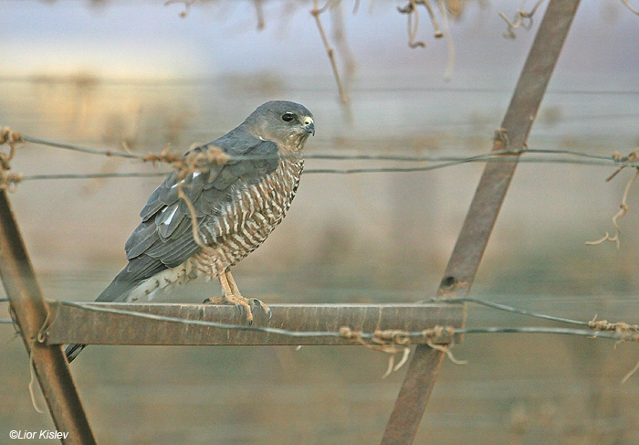 נץ קצר אצבעות  Levant  Sparrowhawk   Accipiter brevipes               אילת,מאי 2009.צלם:ליאור כסלו
